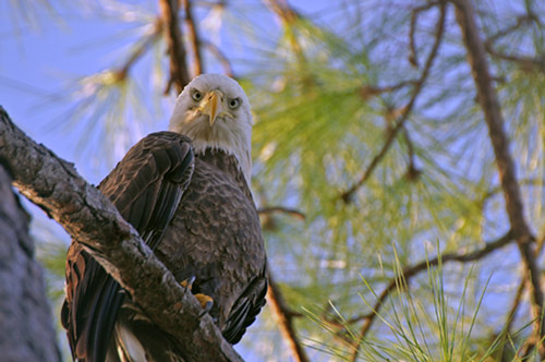 audubon_03.jpg